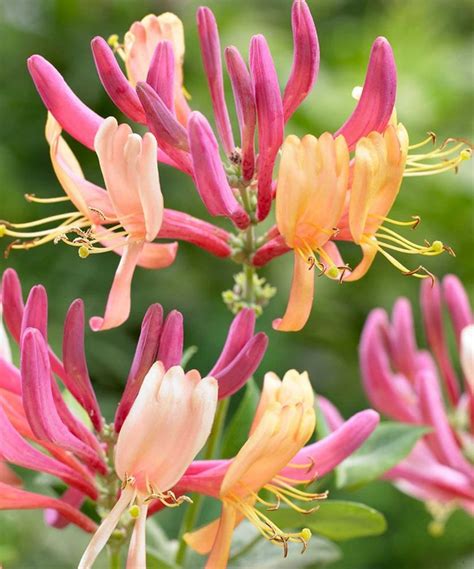 picture of honeysuckle|honeysuckle varieties pictures.